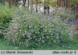 Abelia ×grandiflora (abelia wielkokwiatowa)