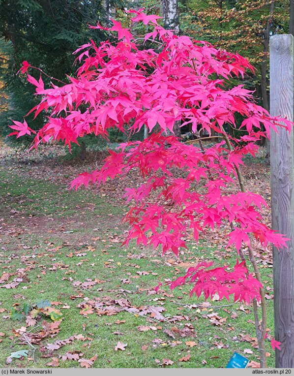 Acer palmatum Ôsakazuki