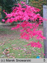 Acer palmatum Ôsakazuki