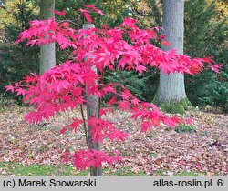 Acer palmatum Ôsakazuki