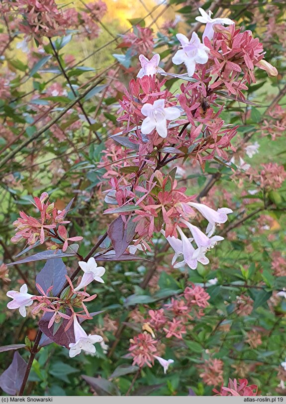 Abelia ×grandiflora Minaud