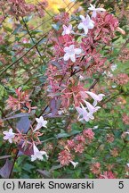 Abelia ×grandiflora Minaud