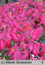 Cornus florida (dereń kwiecisty)