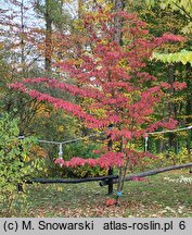 Cornus florida (dereń kwiecisty)