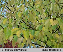 Cornus alternifolia (dereń skrętolistny)