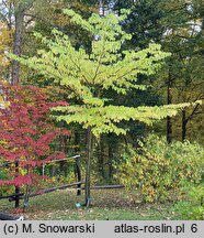 Cornus alternifolia (dereń skrętolistny)