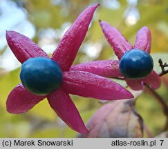 Clerodendrum trichotomum (szczęślin trójdzielny)