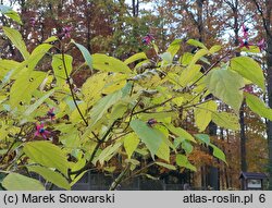 Clerodendrum trichotomum (szczęślin trójdzielny)