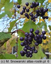 Cornus amomum (dereń błękitny)