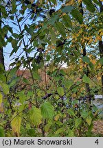 Cornus amomum (dereń błękitny)