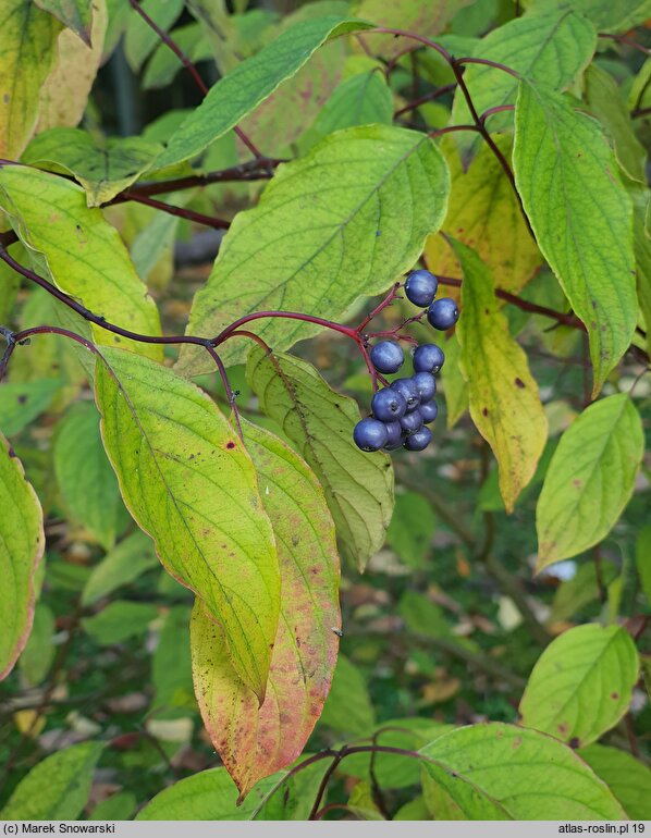 Cornus amomum (dereń błękitny)