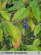 Cornus amomum (dereń błękitny)