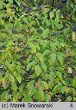 Cornus amomum (dereń błękitny)