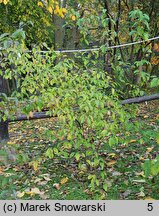 Cornus amomum (dereń błękitny)