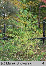 Cornus amomum (dereń błękitny)