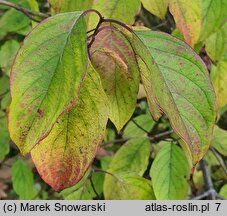 Cornus amomum (dereń błękitny)