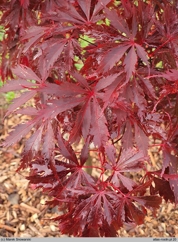 Acer palmatum Black Lace