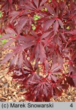 Acer palmatum Black Lace