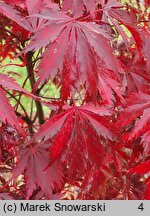 Acer palmatum Black Lace