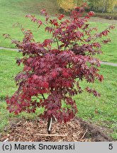 Acer palmatum Black Lace