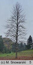 Liriodendron tulipifera (tulipanowiec amerykański)