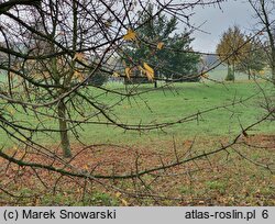 Acer monspessulanum (klon francuski)