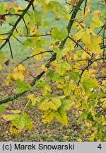 Acer monspessulanum (klon francuski)