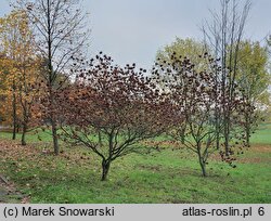 Ptelea trifoliata (parczelina trójlistkowa)