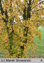 Acer monspessulanum (klon francuski)