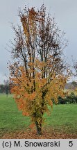 Acer monspessulanum (klon francuski)