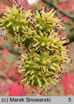 Liquidambar styraciflua (ambrowiec amerykański)