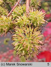 Liquidambar styraciflua (ambrowiec amerykański)