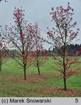 Liquidambar styraciflua (ambrowiec amerykański)