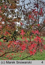 Liquidambar styraciflua (ambrowiec amerykański)