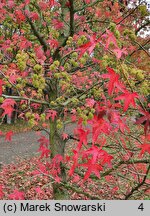 Liquidambar styraciflua (ambrowiec amerykański)