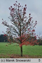 Liquidambar styraciflua (ambrowiec amerykański)