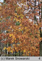 Quercus rubra (dąb czerwony)