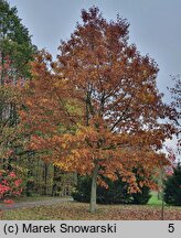 Quercus rubra (dąb czerwony)