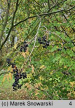 Phellodendron amurense (korkowiec amurski)