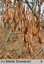 Fraxinus pennsylvanica (jesion pensylwański)