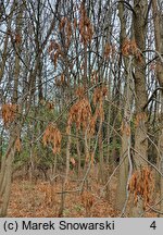 Fraxinus pennsylvanica (jesion pensylwański)