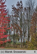 Fraxinus pennsylvanica (jesion pensylwański)