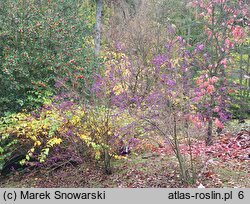 Callicarpa japonica (pięknotka japońska)