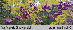 Callicarpa japonica (pięknotka japońska)