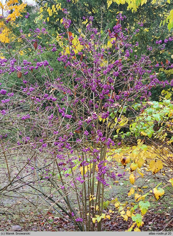 Callicarpa japonica (pięknotka japońska)