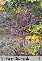 Callicarpa japonica (pięknotka japońska)