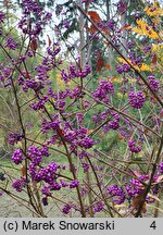 Callicarpa japonica (pięknotka japońska)