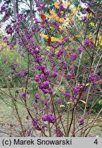 Callicarpa japonica (pięknotka japońska)