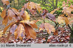 Magnolia officinalis (magnolia lekarska)