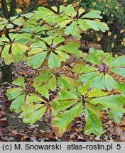 Magnolia officinalis (magnolia lekarska)